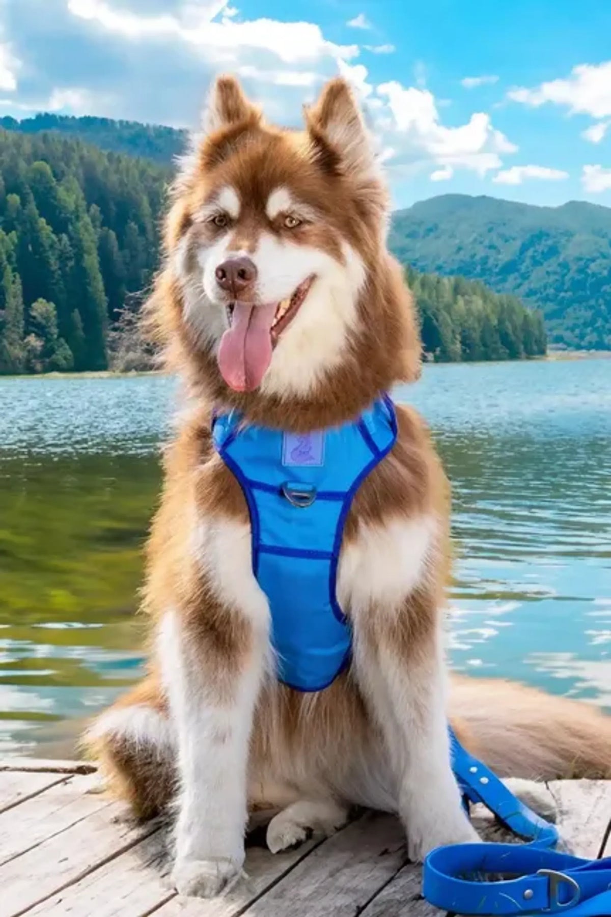 Trail Paws Dockside Adventures Ultimate Dog Harness – Reflective Heavy-Duty No-Pull Harness with Handle & Cobra Buckles