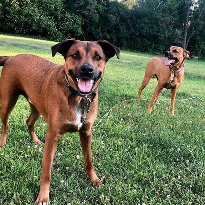 Trail Paws Heavy-Duty Double Dog Tie-Out Stake System – Shock-Absorbing Tangle-Free Outdoor Dog Run for Large Dogs & Camping