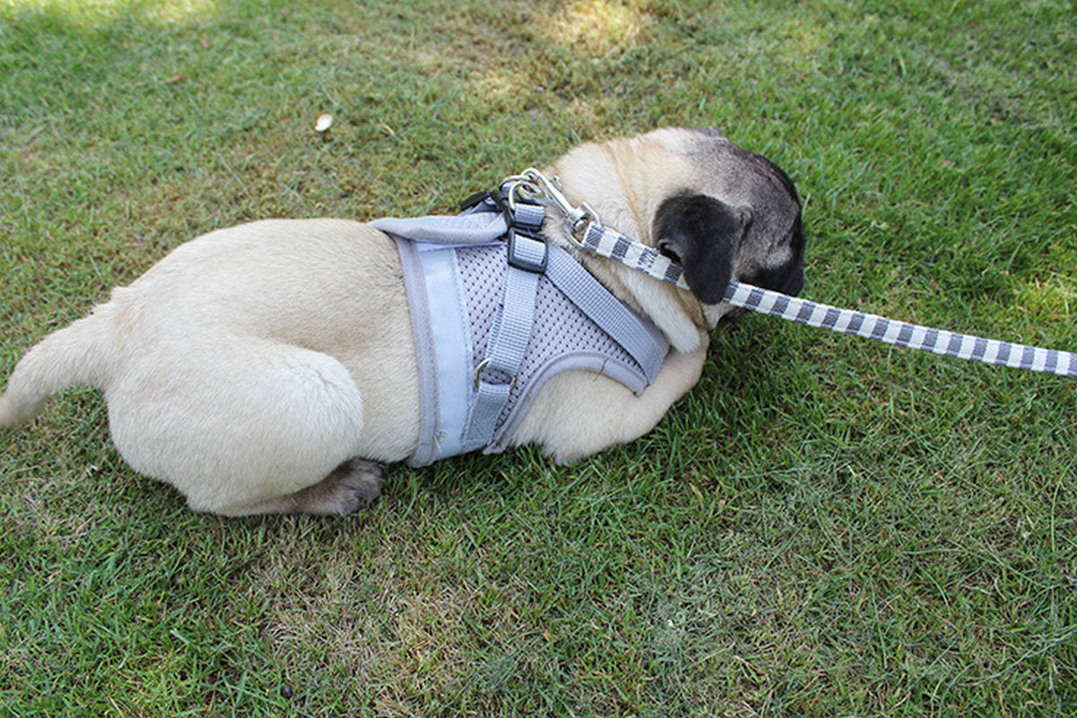 Pet Universal Harness with Leash Set Escape Proof Dog and Cat Harnesses Adjustable Reflective Soft Mesh Corduroy