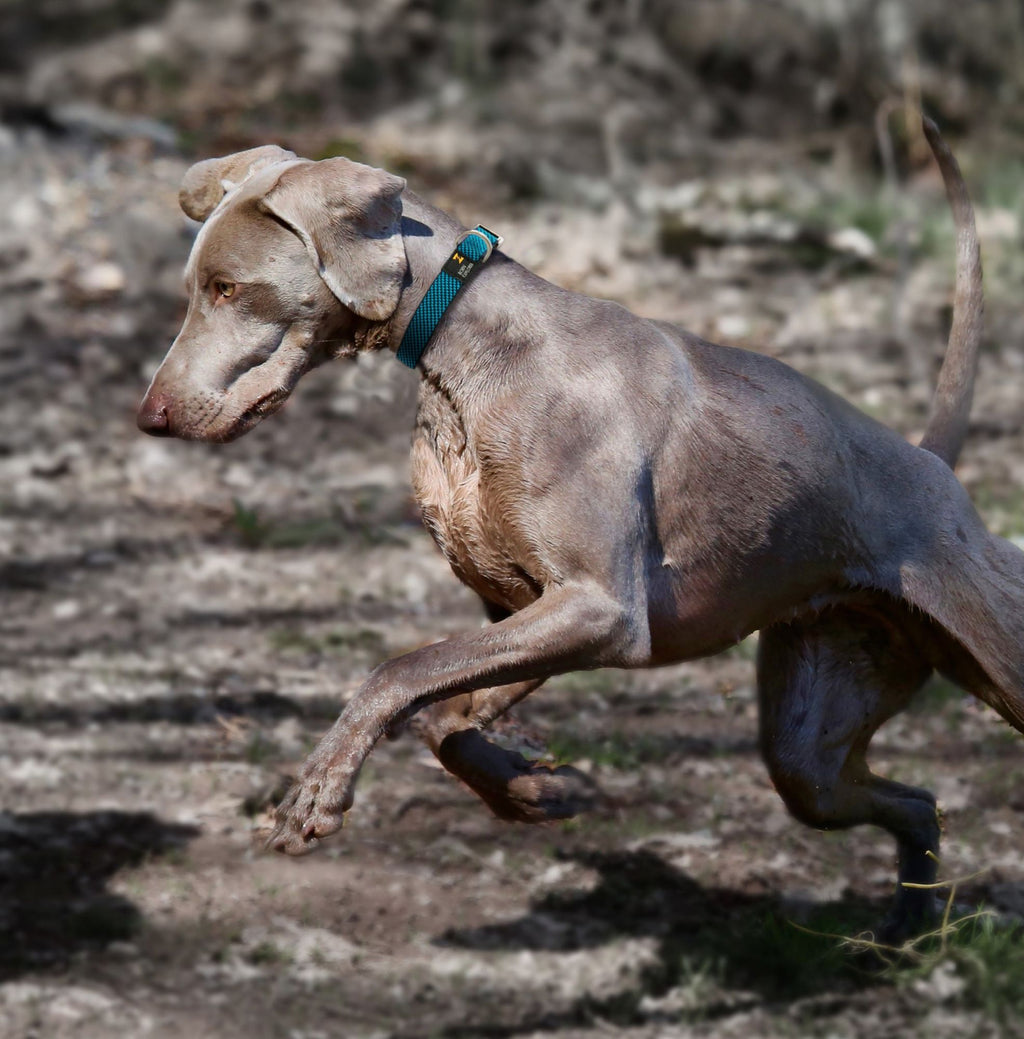 Pet Life 'Escapade' Outdoor Series 2-in-1 Convertible Dog Leash and Collar