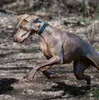 Pet Life 'Escapade' Outdoor Series 2-in-1 Convertible Dog Leash and Collar