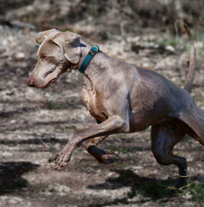 Pet Life 'Escapade' Outdoor Series 2-in-1 Convertible Dog Leash and Collar